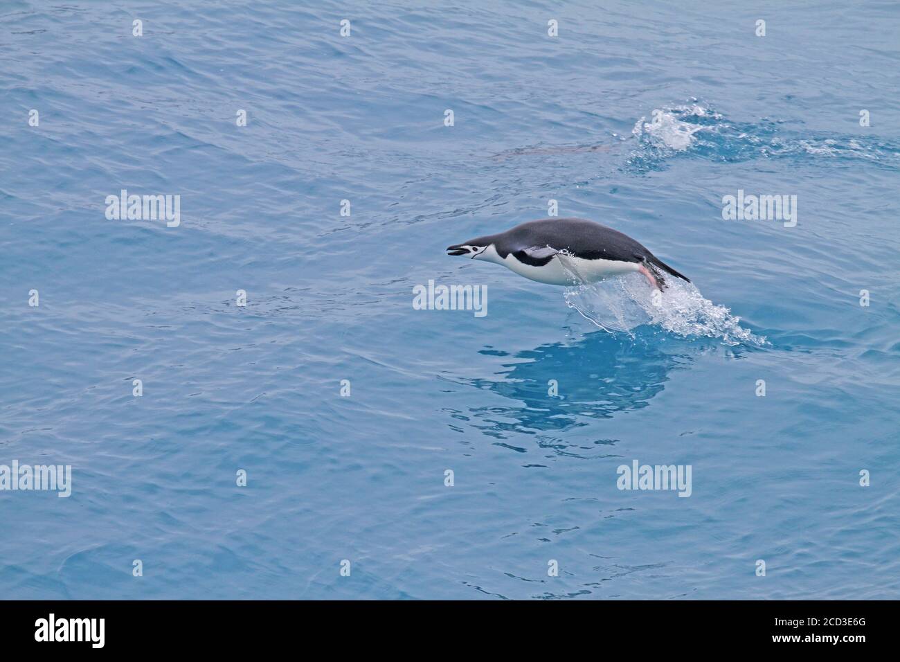 Pinguino bearded, pinguino chinstrap (Pigoscelis antartide, Pigoscelis antarcticus), salto fuori dall'Oceano Atlantico, vista laterale, Suedgeorgien Foto Stock