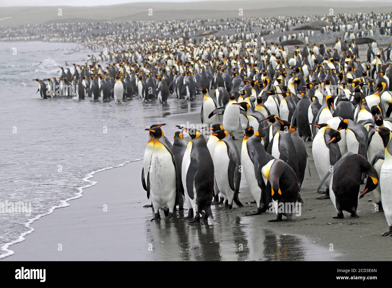 Re pinguino (Atenodytes patagonicus), un numero enorme di pinguini in piedi sulla spiaggia, Suedgeorgien Foto Stock