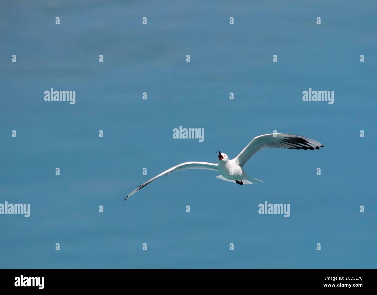 Gabbiano di Buller (Larus bulleri, Chromicocephalus bulleri), che cattura un insetto sopra un fiume di colore blu, Nuova Zelanda, Isola del Nord, Miranda Foto Stock