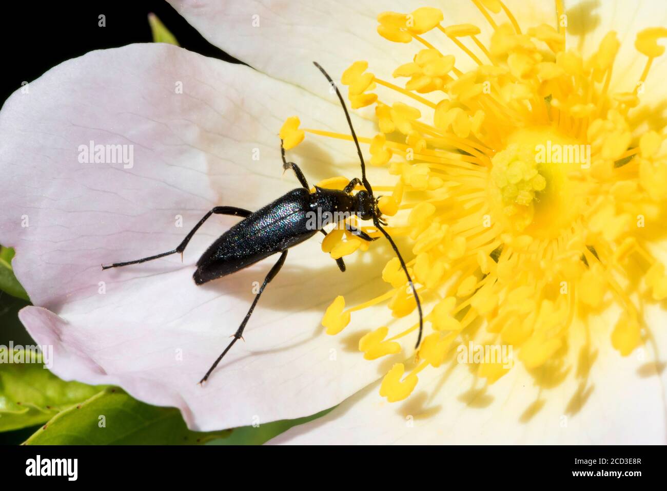 Piccolo scarabeo nero longhorn (Stenurella nigra, Strangalia nigra, Leptura nigra), presenza fiorita su una rosa selvatica, Germania Foto Stock