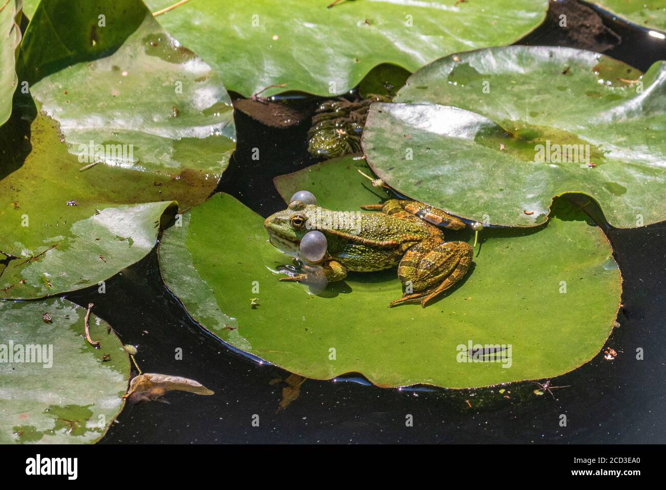 Rana di palude, rana di lago (Rana ridibunda, Pelophylax ridibundus), csalling su una foglia di acqua, Germania, Baviera Foto Stock