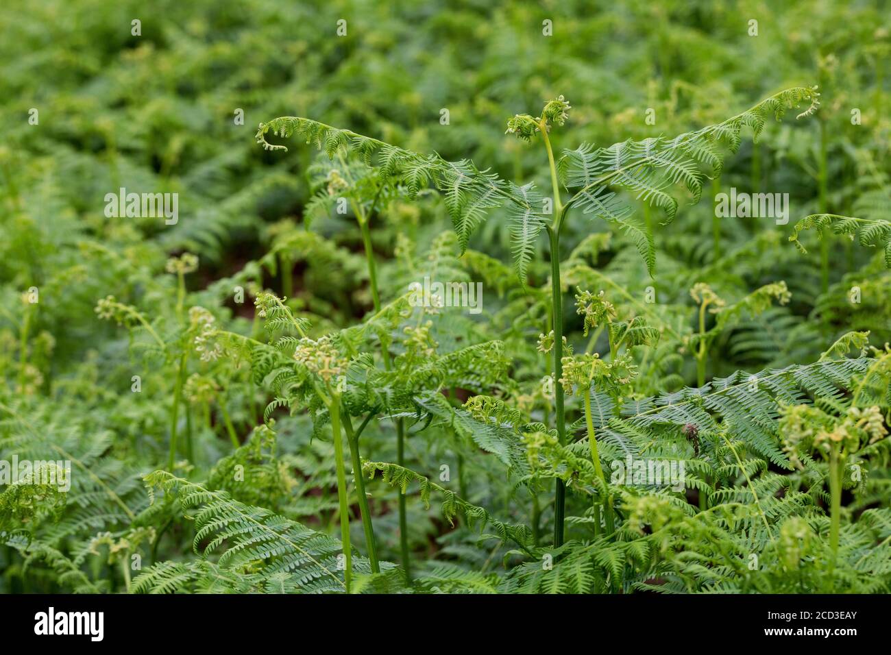 bracken fern (Pteridium aquilinum), fronti di sgombro, Germania Foto Stock