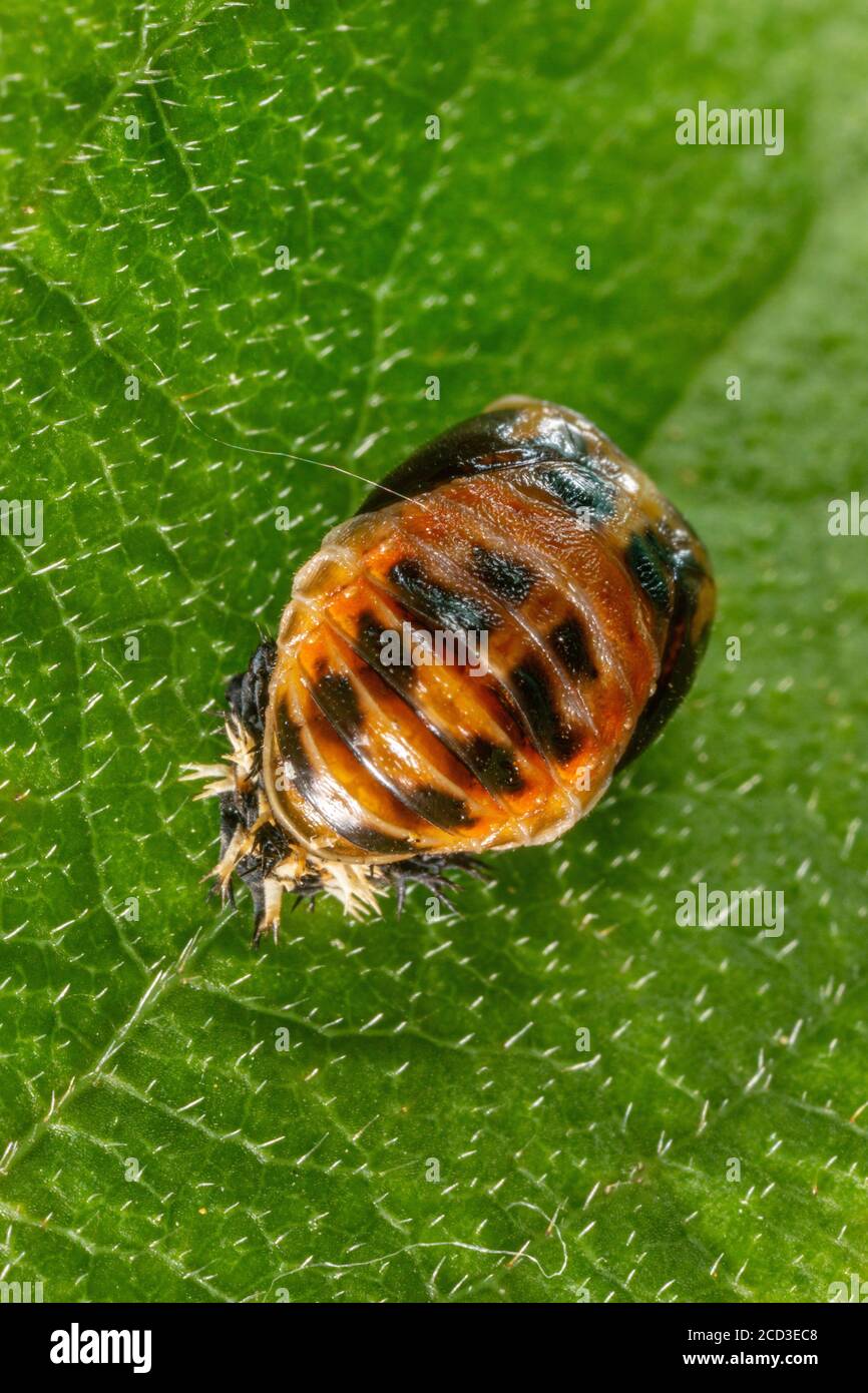 Beetle asiatico multicolore (Harmonia axyridis), pupa, Germania, Baviera Foto Stock