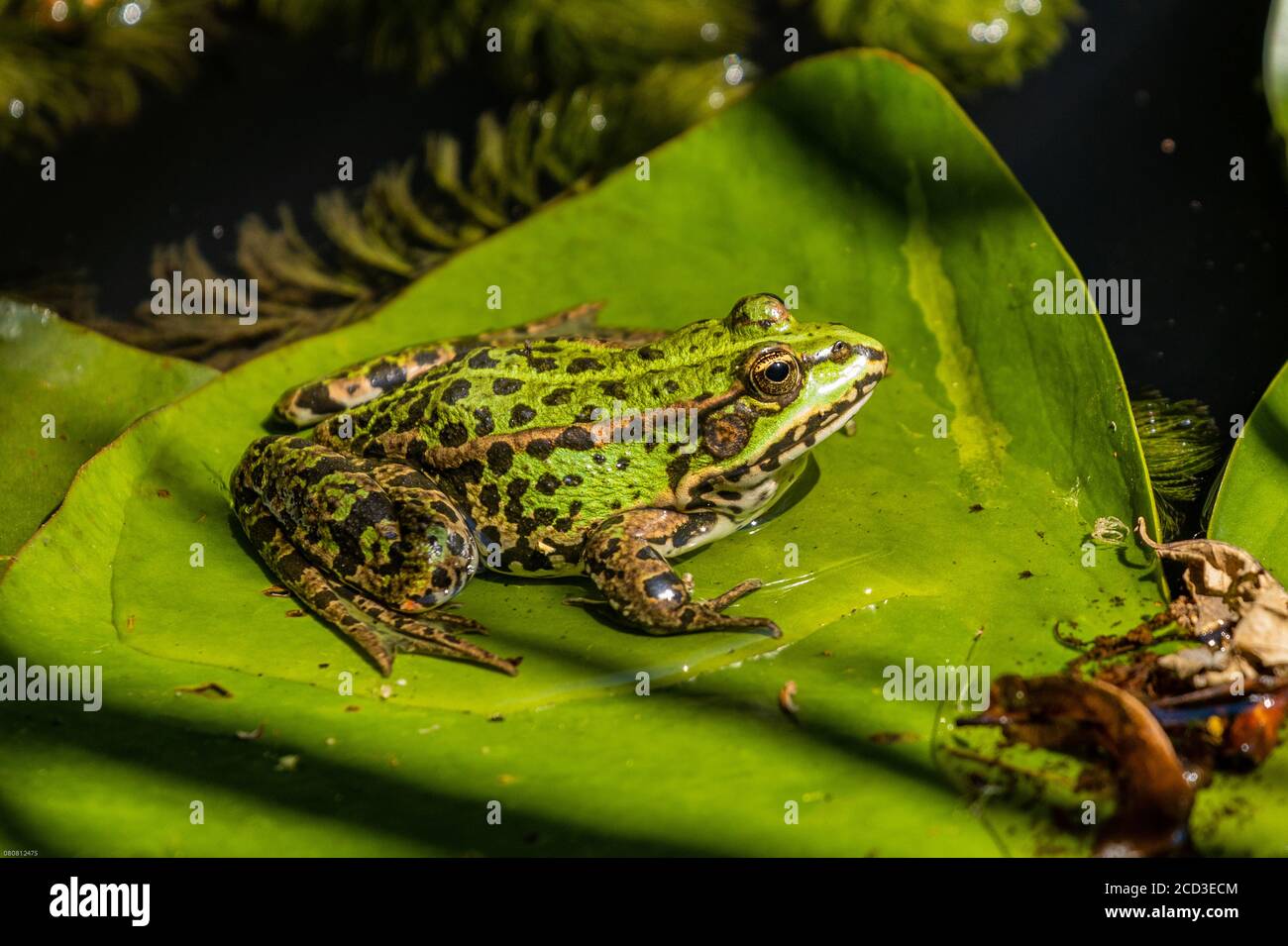 Rana di palude, rana di lago (Rana ridibunda, Pelophylax ridibundus), su una foglia di giglio, Germania, Baviera Foto Stock