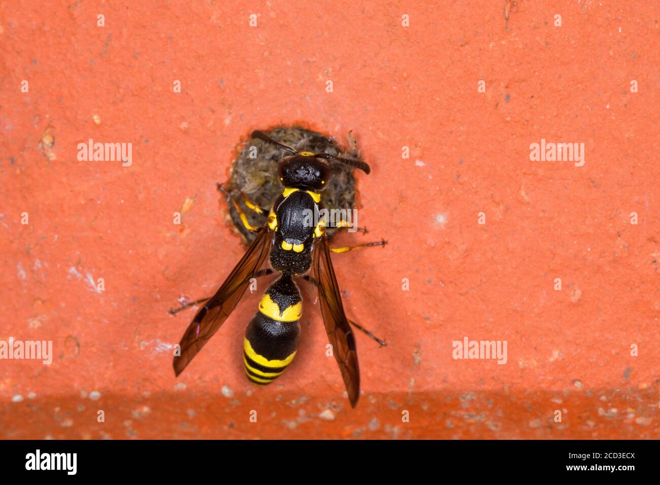 Mason wasp, wasp vasaio (Symmorphus crassicornis), femmina al foro di nidificazione in un mattone di un albergo di insetti, Germania Foto Stock