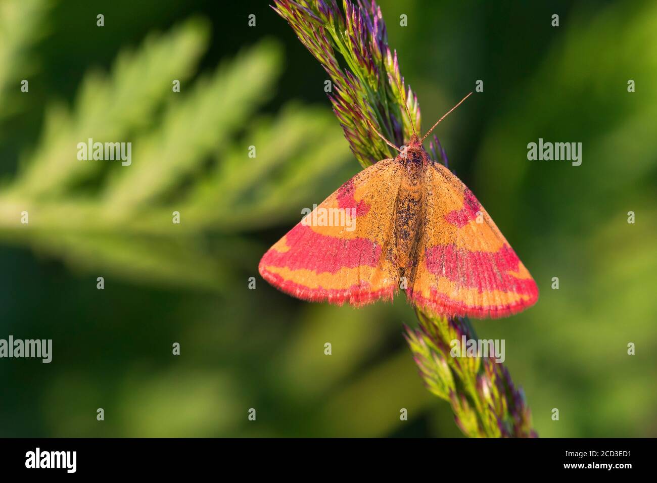 Giallo porpora-barrato (Lythria cruentaria, Lythria rotaria), su infiorescenza dell'erba, Germania Foto Stock