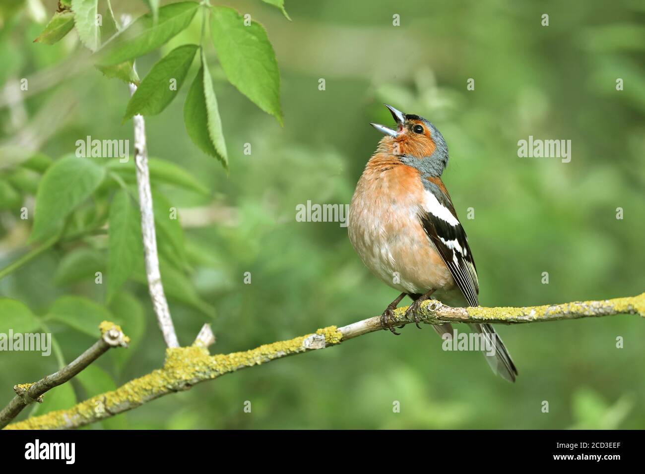 Chaffinch (Fringilla coelebs), canta maschile arroccata su un arbusto, Paesi Bassi, Frisia Foto Stock