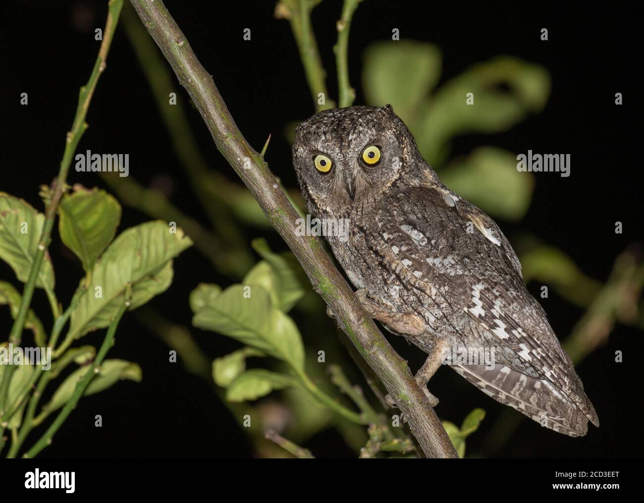 Cipro scrops gufo (Otus cyprius), perching in un albero durante la notte, Cipro Foto Stock