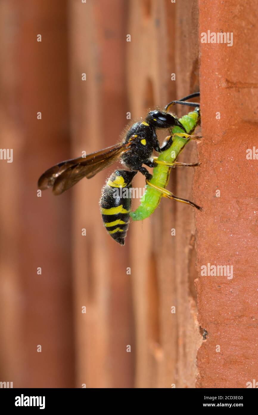 Vespa Potter (Ancistrocerus nigricornis), femmina che porta una larva al foro di annidamento in un pannello estruso ad incastro, Germania Foto Stock