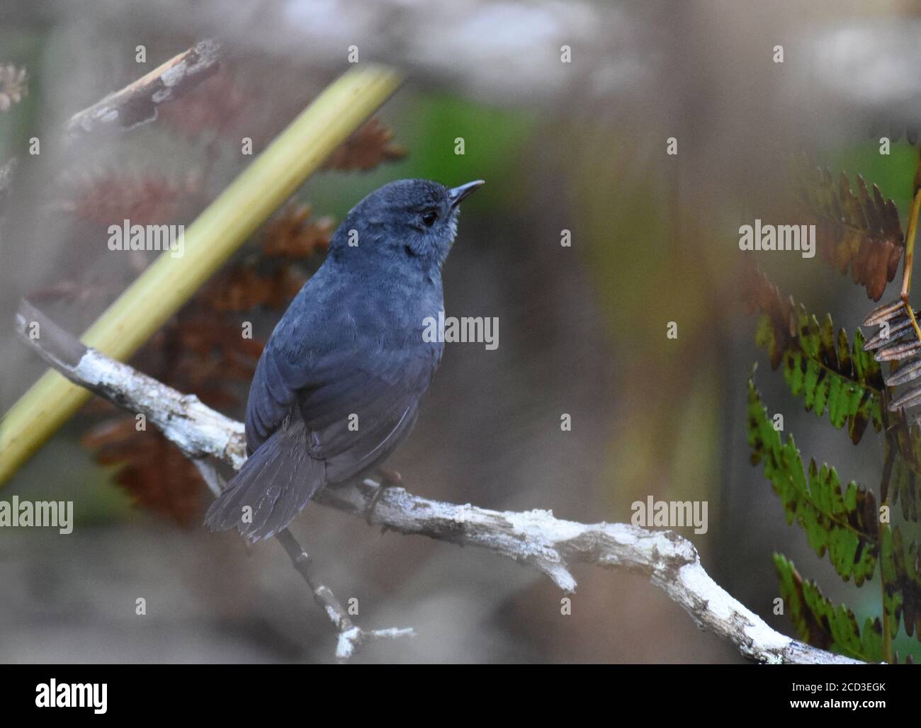 Diamantina Tapaculo (Scytalopus diamantinensis), arroccato nascosto nella vegetazione bassa, è stato descritto come una nuova specie per la scienza nel 2007, Brasile, Foto Stock