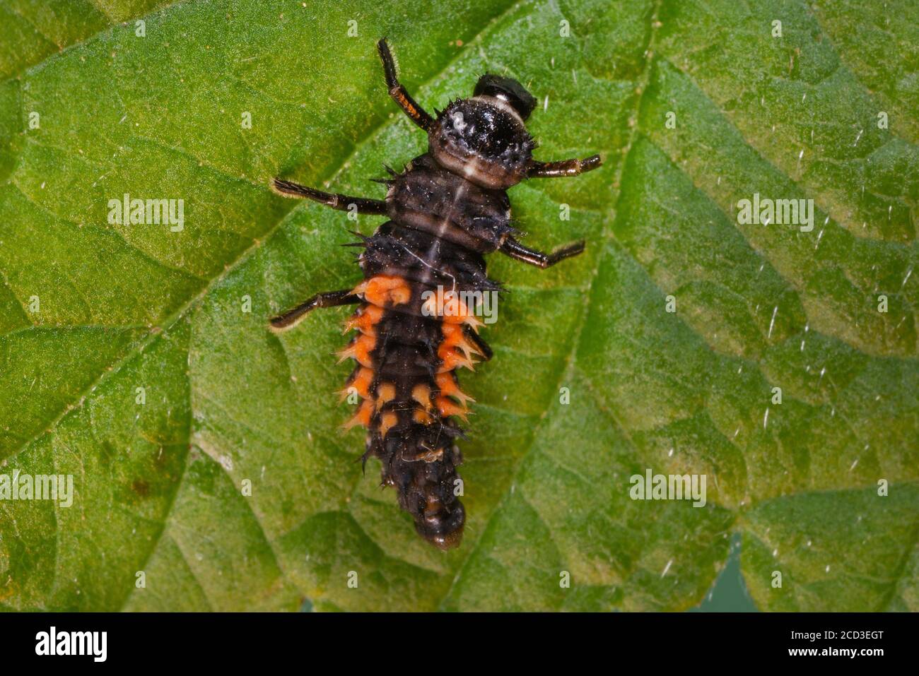 Beetle asiatico multicolore (Harmonia axyridis), larva, Germania, Baviera Foto Stock