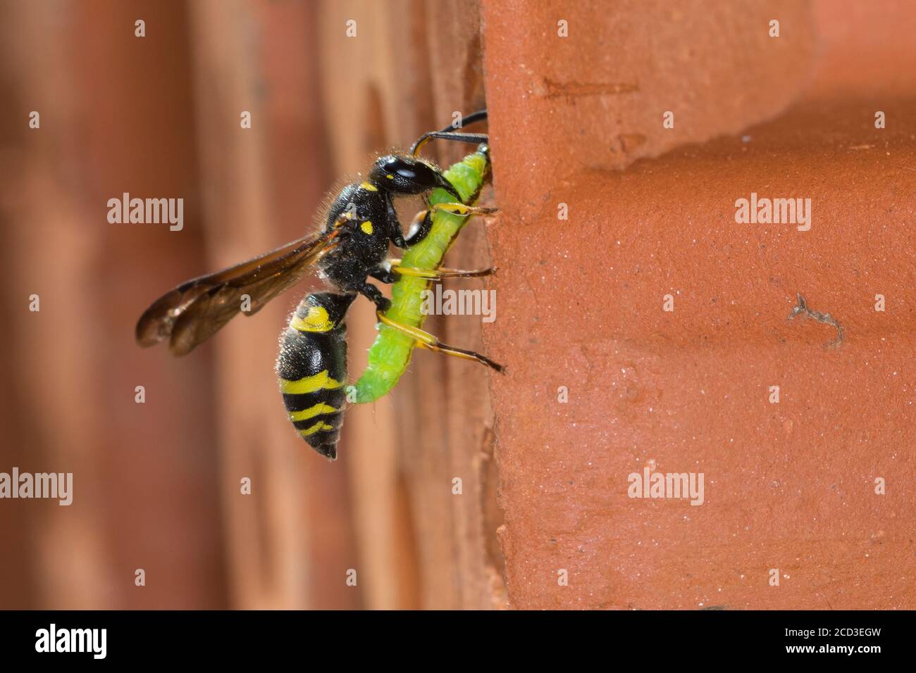 Vespa Potter (Ancistrocerus nigricornis), femmina che porta una larva al foro di annidamento in un pannello estruso ad incastro, Germania Foto Stock