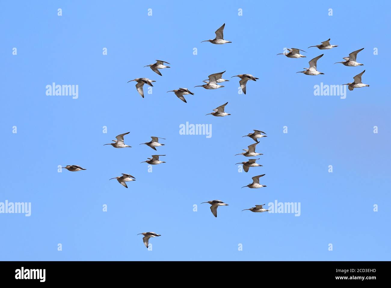 western Curlew (Numenius arquata), flying flock, Olanda, Frisia, Westhoek Foto Stock