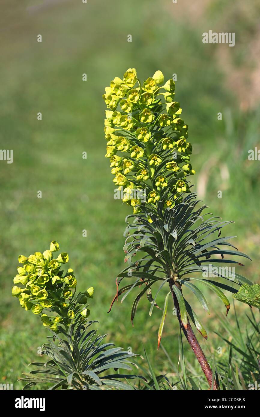 Grande spurge mediterraneo (Euphorbia characias), fioritura, Paesi Bassi, Paesi Bassi del Nord Foto Stock