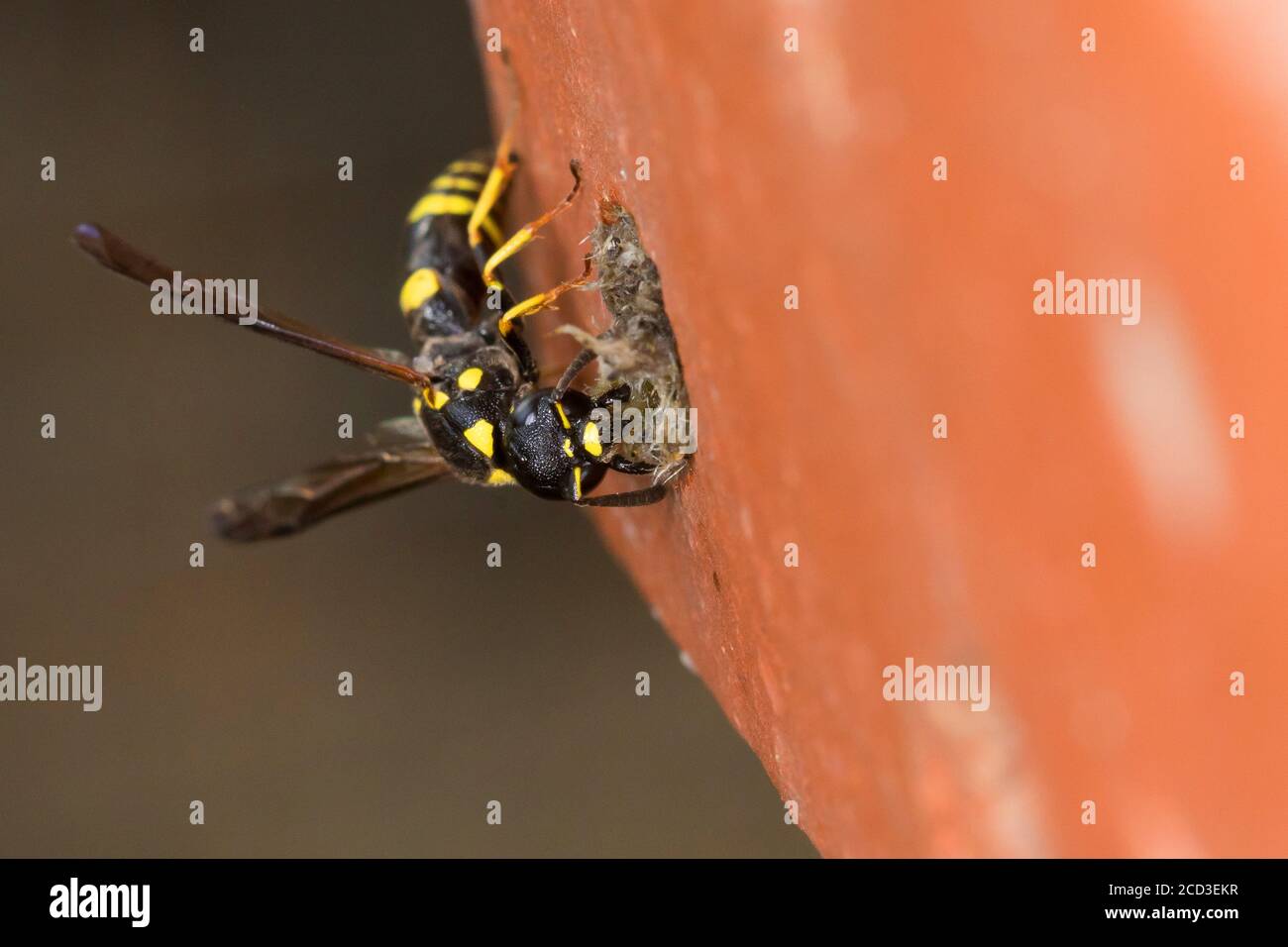 Mason wasp, vasaio wasp (Symmorphus crassicornis), femmina ha chiuso il buco di nidificazione in un mattone di un albergo di insetti, Germania Foto Stock