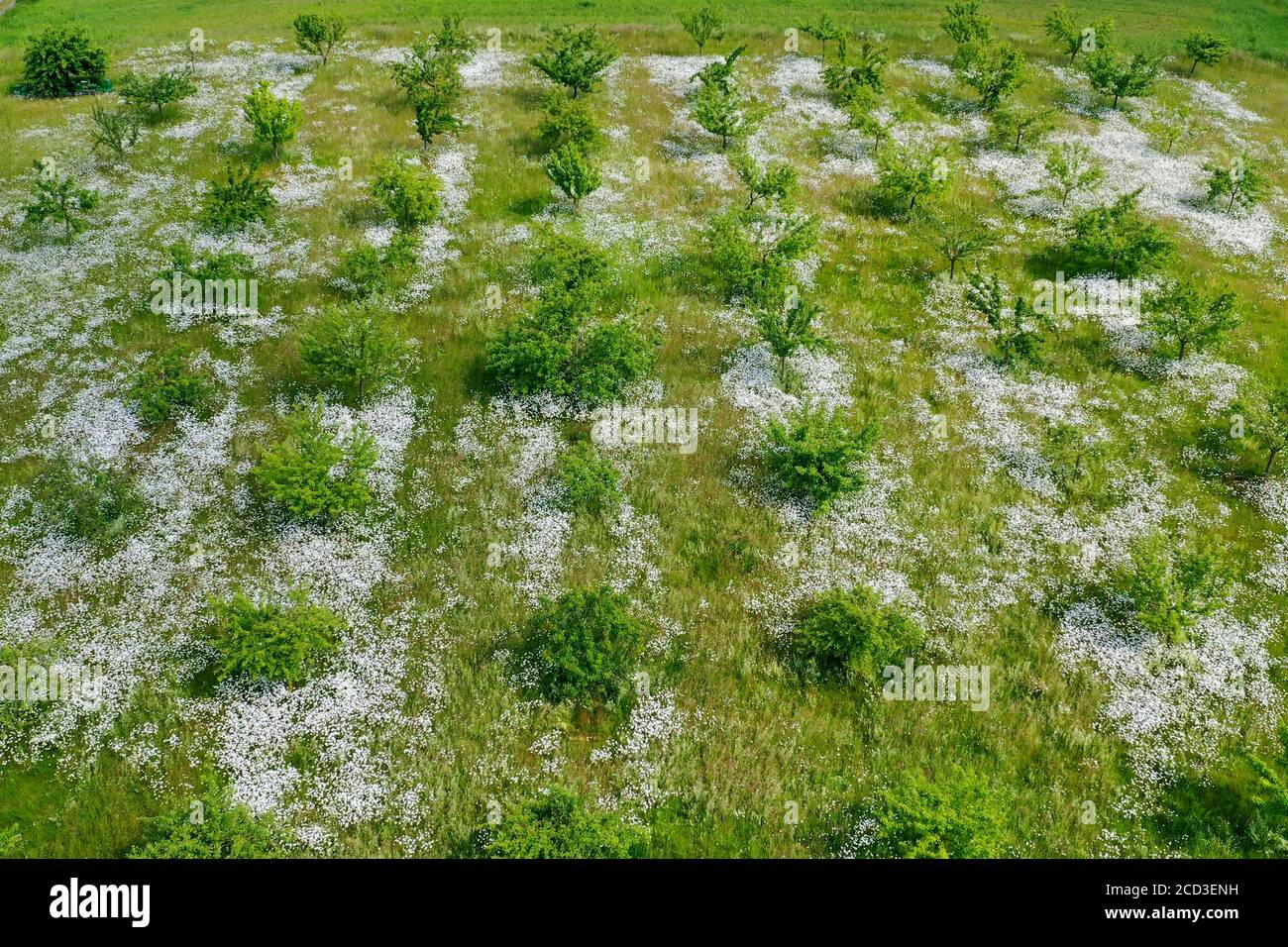 Daisy dell'occhio di ossile, daisy dell'occhio di bue, bianco-erbaccia, daisy del cane, marguerite (Chrysanthemum leucantheum, Leucanthemum vulgare), frutteto di prato con Foto Stock
