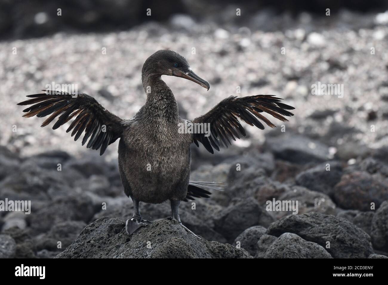 Flightless cormorano, Galapagos cormorano (Nannopterum harrisii, Phalacrocorax harrisii), asciugando le sue ali, Ecuador, Isole Galapagos, Isabela Foto Stock
