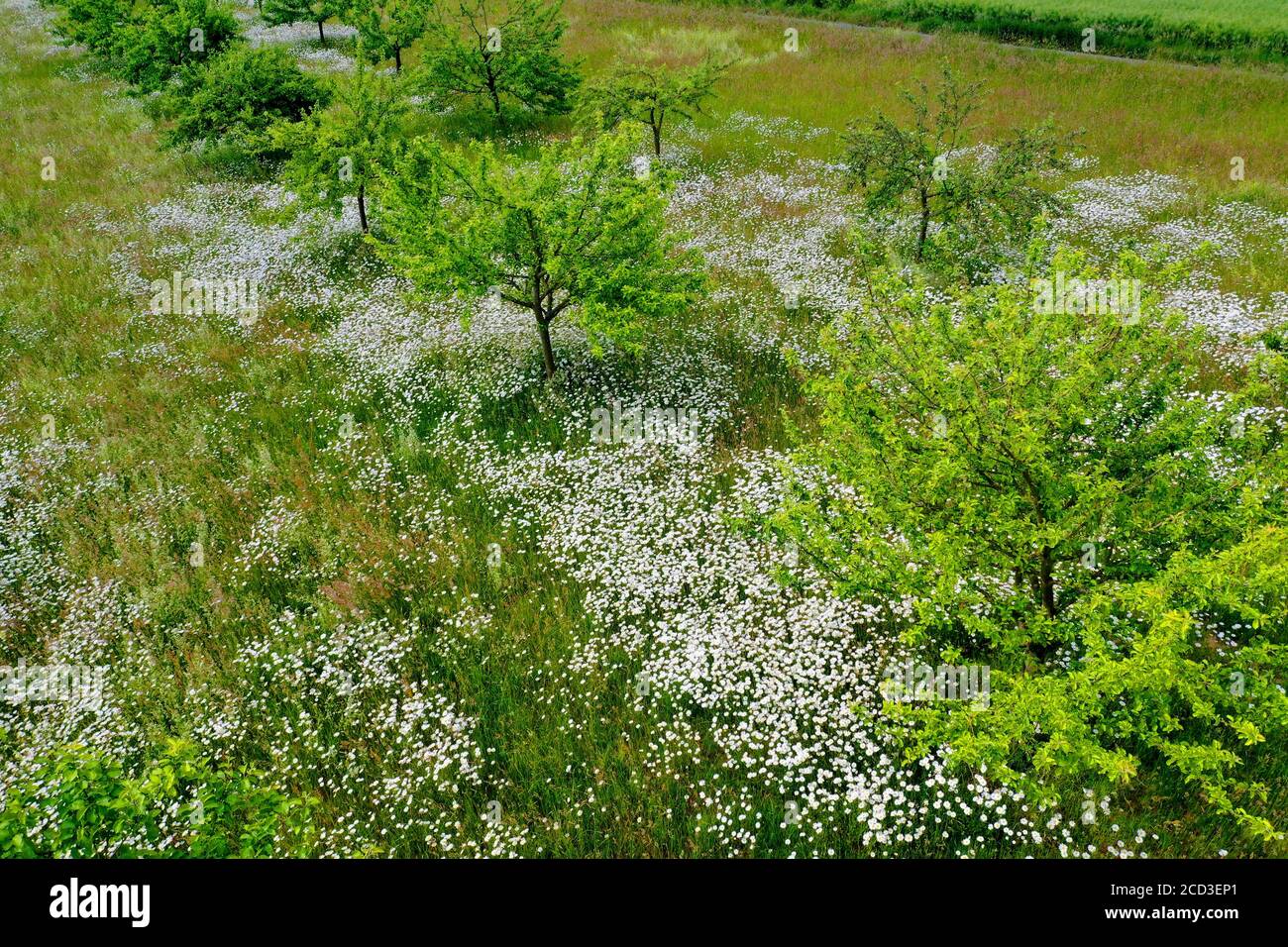 Daisy dell'occhio di ossile, daisy dell'occhio di bue, bianco-erbaccia, daisy del cane, marguerite (Chrysanthemum leucantheum, Leucanthemum vulgare), frutteto di prato con Foto Stock