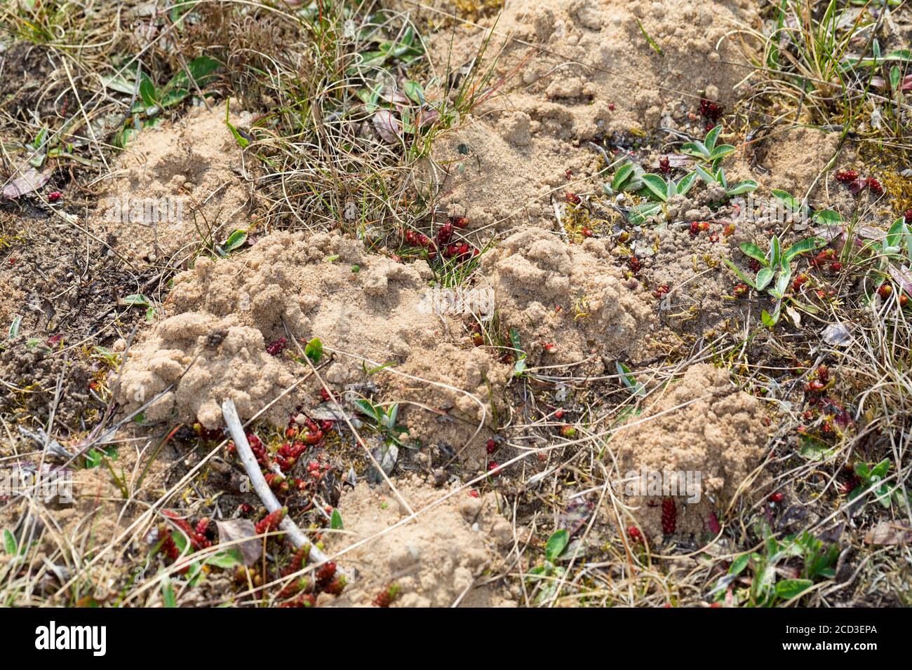 L'ape da miniera a dorso grigio (Andrena vaga, Andrena ovina), colonia in terra sabbiosa, Germania Foto Stock