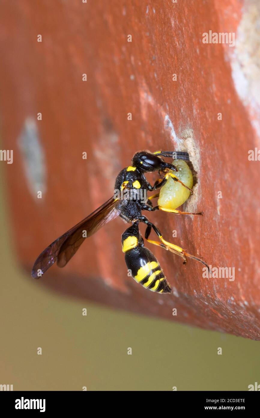 Mason wasp, vespa di vasaio (Symmorphus crassicornis), femmina che porta  catturato larva di scarabeo al buco di nidificazione in un mattone di un  hotel di insetto, Germania Foto stock - Alamy