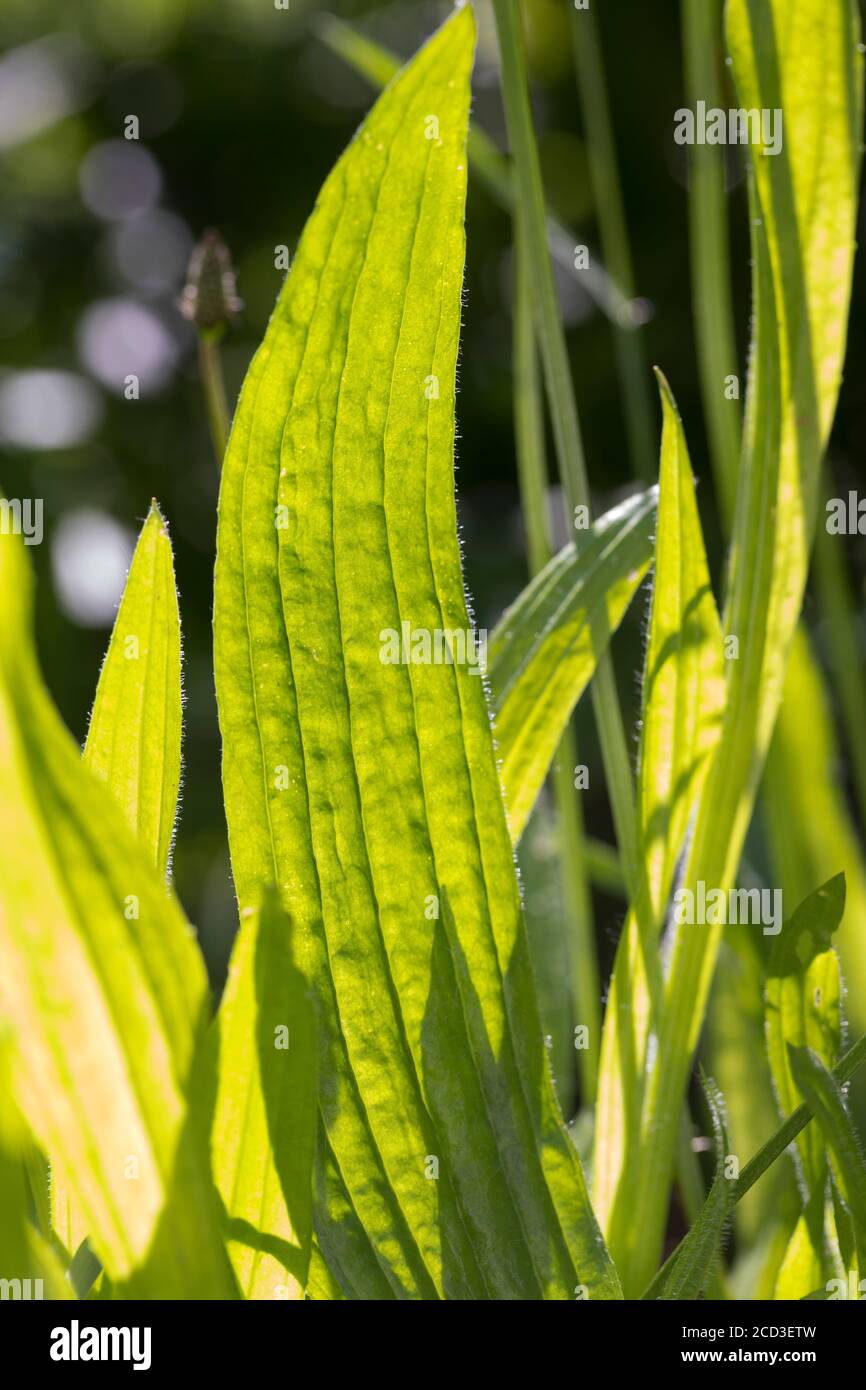 buckhorn plantain, inglese plantain, costoletta erba, ripple erba (Plantago lanceolata), foglia in controluce, Germania Foto Stock