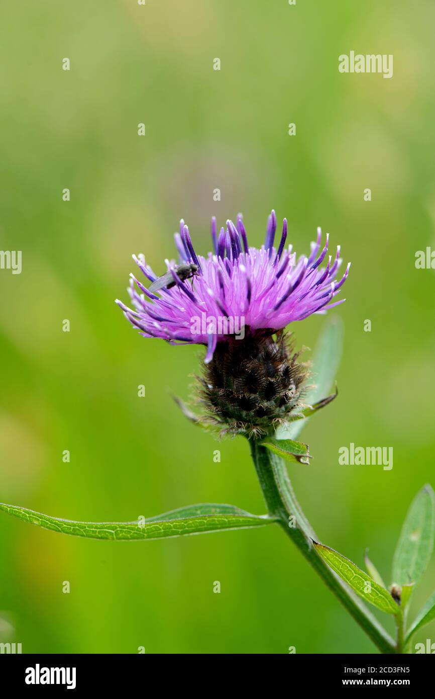 Primo piano di Common Knapweed, Centaurea nigra, in un prato di fieno tradizionale nello Yorkshire del Nord, Regno Unito, Foto Stock