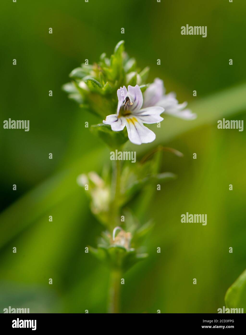 Primo piano di Eyebright, Eufrasia officinalis flowering , in un prato di fieno tradizionale, North Yorkshire, UK. Meadowland naturale. Foto Stock