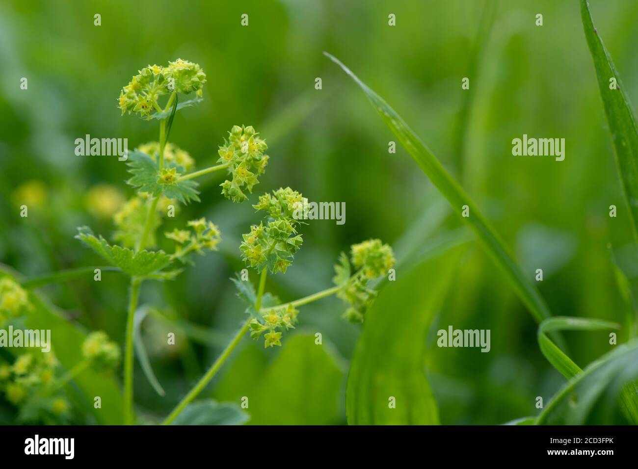 Primo piano di Hairy Lady's-mantle, Alchemilla filicaulis, che cresce in un tradizionale prato di fieno in altura, nel Nord Yorkshire, Regno Unito. Foto Stock