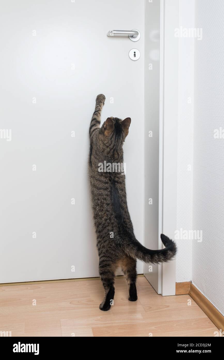 Tabby European Shorthair gatto cercando di raggiungere doorhandle Foto Stock