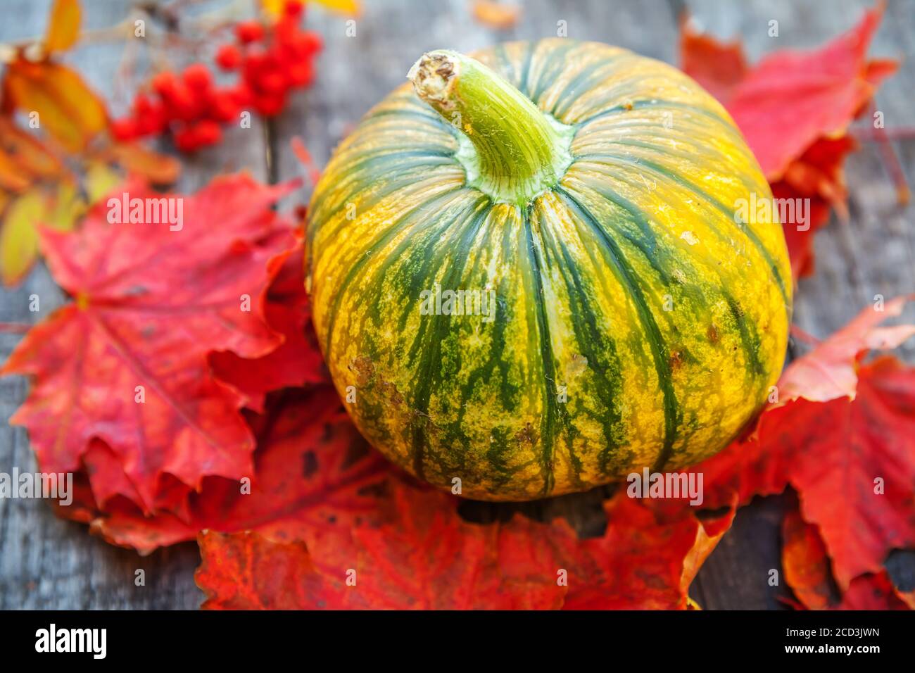 Autunno naturale vista caduta zucca e foglie di acero su sfondo di legno. Sfondo ispirato a ottobre o settembre. Cambiamento di stagione, concetto di cibo biologico maturo. Festa di Halloween giorno del Ringraziamento Foto Stock