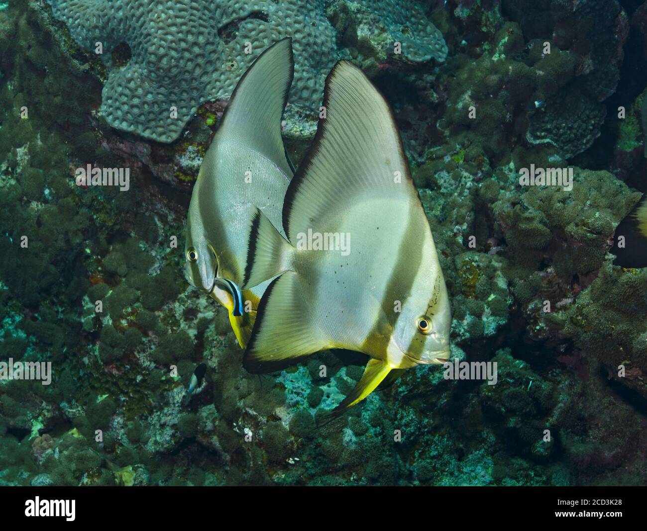 Due batfish Longfin, Platax teira, con wrasse più pulito sulla barriera corallina, Mar Rosso, Marsa Alam Foto Stock