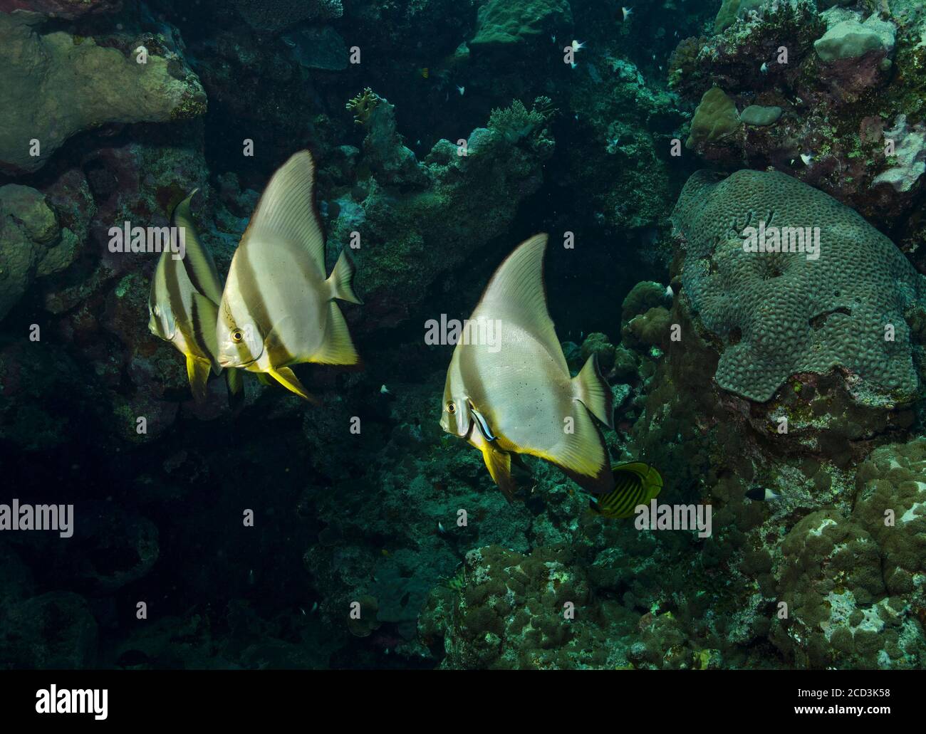 Batfish Longfin, Platax teira, sulla barriera corallina, Mar Rosso, Marsa Alam Foto Stock