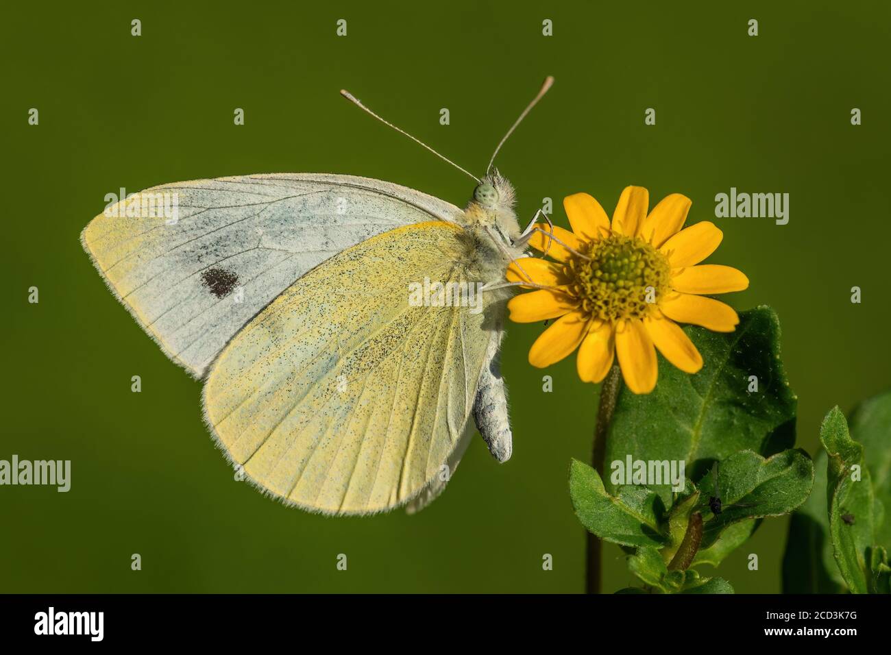 Piccolo Bianco - Pieris rapae, bella farfalla bianca da prati e praterie europee, Zlin, Repubblica Ceca. Foto Stock
