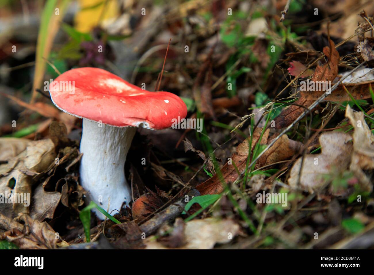sgabello rosso e bianco. Fotografato nella contea di Maramures, Romania Foto Stock