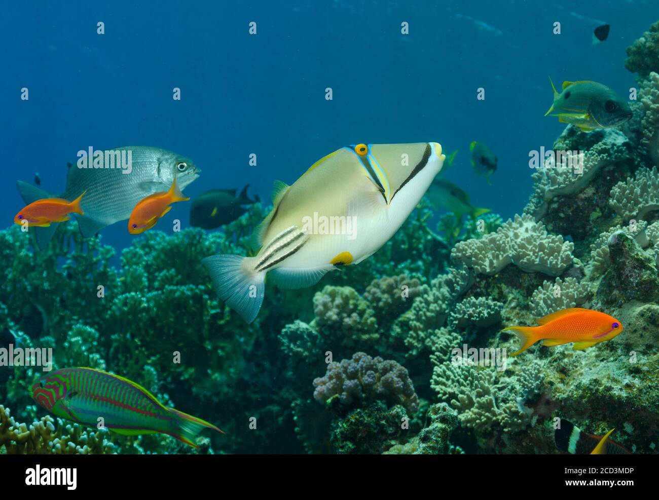 Picasso Triggerfish, Rhinecanthus Assasi, sulla barriera corallina in mare rosso Foto Stock