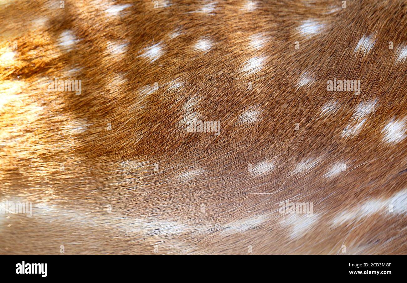 Foto sfondo pelle di un cervo macchiato luce solare Foto Stock