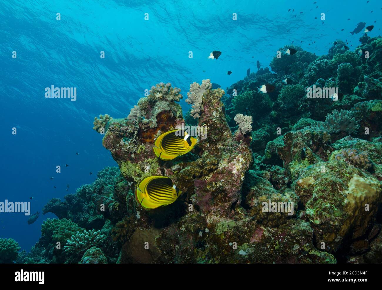 Pesce farfalla di Racoon del Mar Rosso, Chaetodon fascciatus, sulla barriera corallina, Marsa Alam, Mar Rosso, Foto Stock