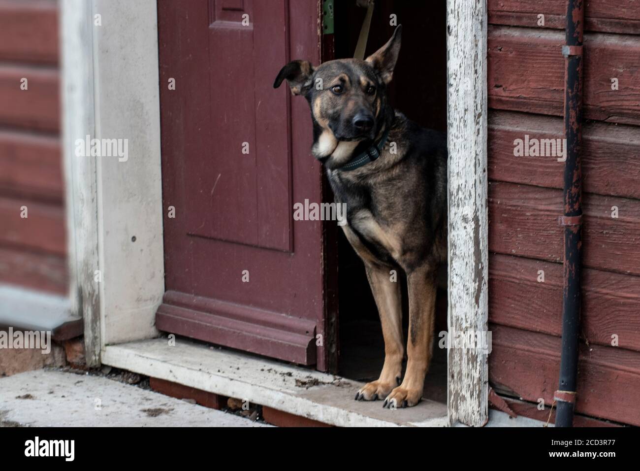 Razze miste cane (mezzo pastore tedesco) attesa a due passi di una vecchia casa di legno Foto Stock
