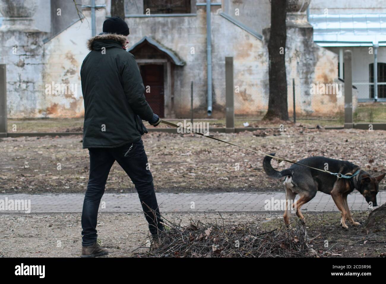 Cane di razza mista (mezzo pastore tedesco) che cammina con il suo proprietario in una giornata fredda nel parco, sullo sfondo è la vecchia chiesa Foto Stock