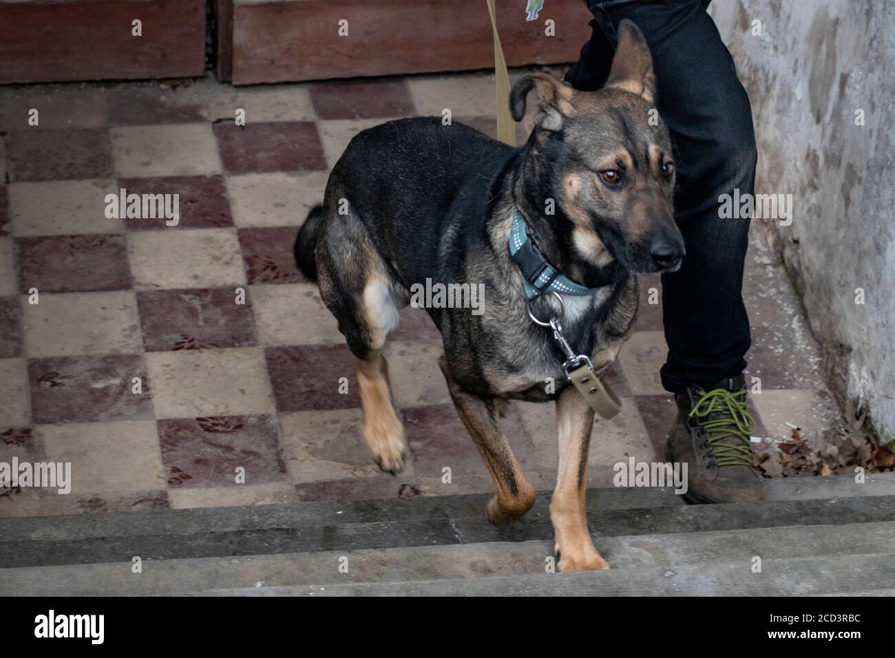 Cane che cammina con il suo proprietario (solo i piedi proprietari sono mostrati) Foto Stock