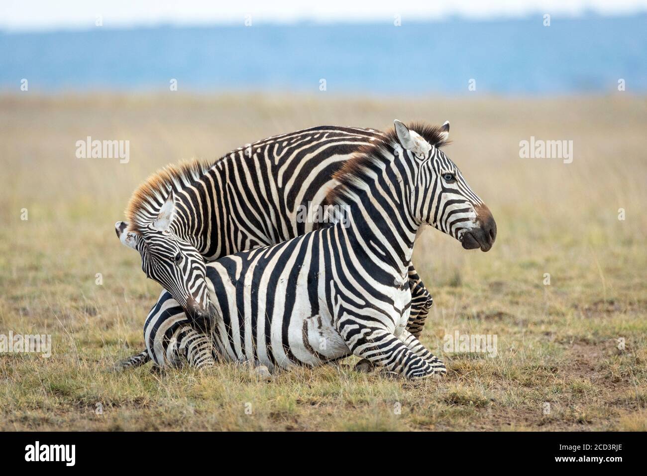 Zebra adulta con occhi blu insoliti seduti a terra Con un altro zebra cercando di ottenere la sua attenzione in Amboseli Kenya Foto Stock