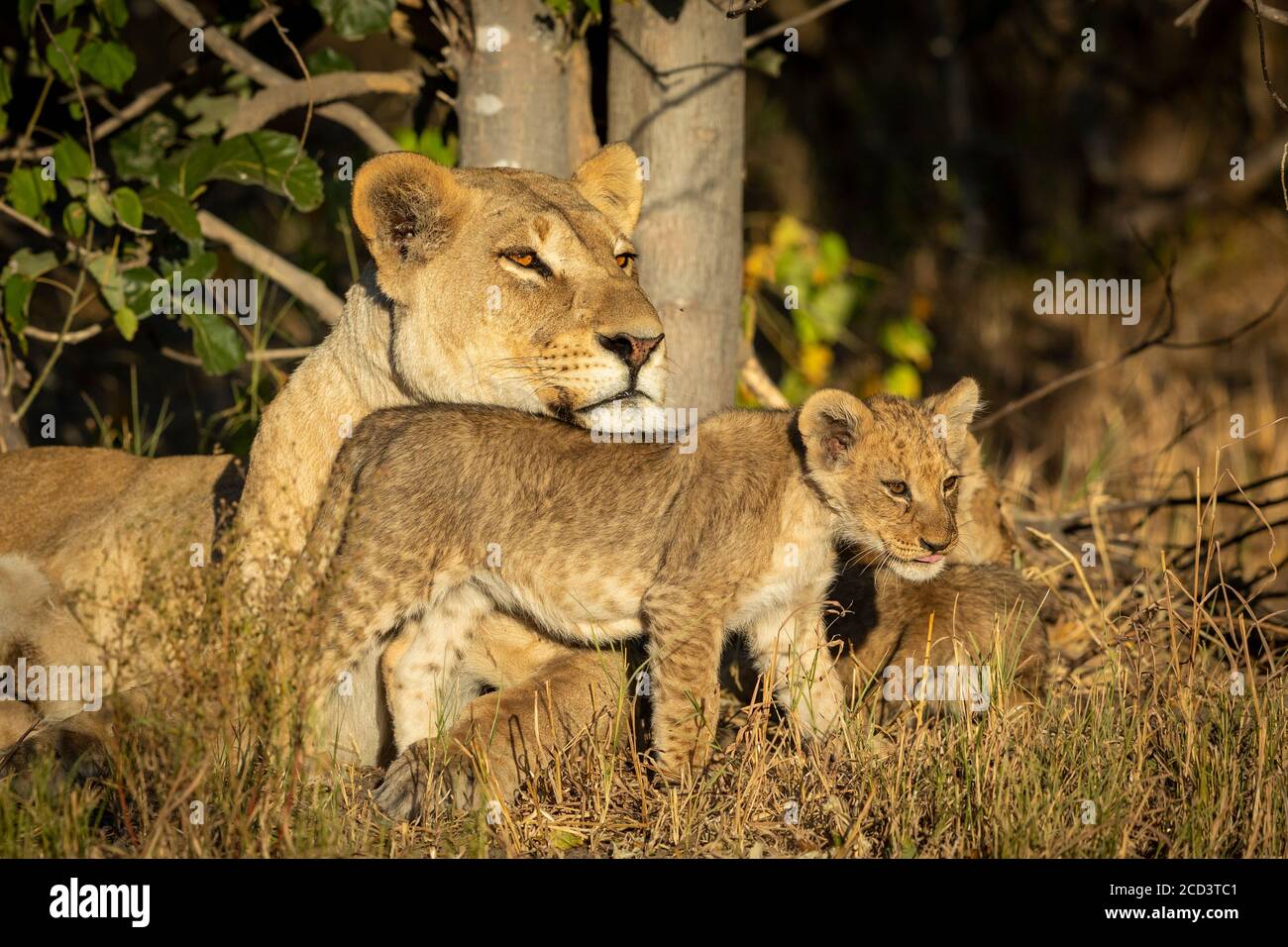 Leonessa e il suo cucciolo di leone che riposa nel cespuglio dentro Savuti in Botswana Foto Stock