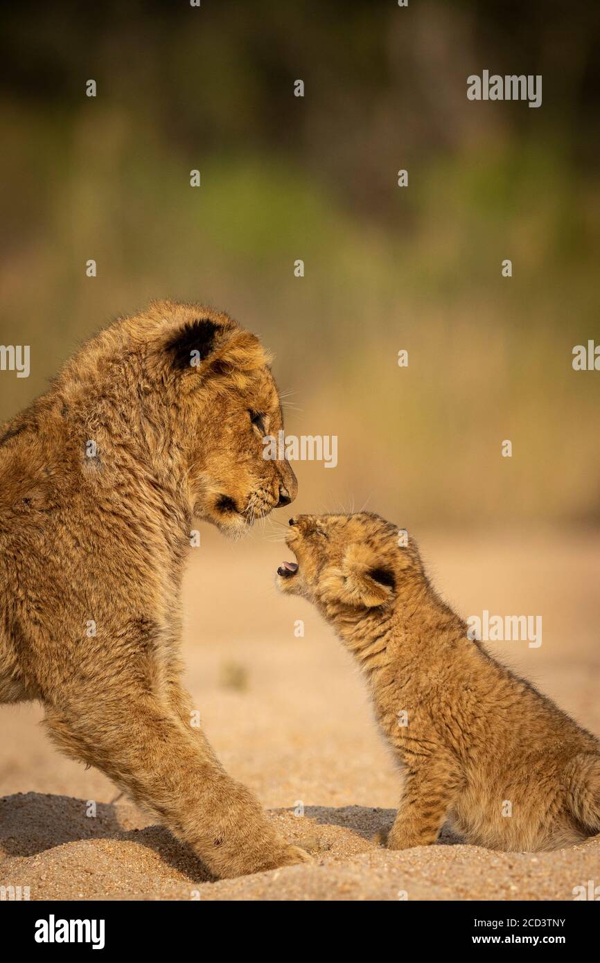 Due fratelli leoni che giocano insieme a Kruger Park, nel sud Africa Foto Stock