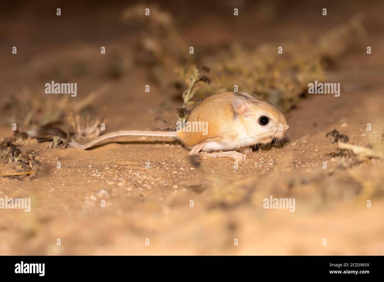 Grande Gerboa egiziano (Jaculus orientalis) che si trova sul terreno sabbioso lungo la strada di Dakhla-Aousserd, Sahara occidentale, Marocco. Foto Stock