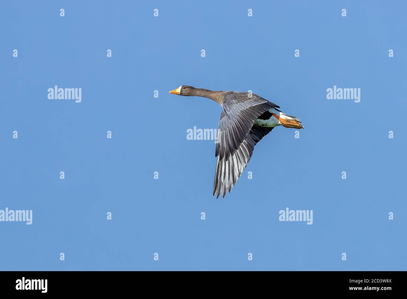 Adulto Groenlandia Greater White-fronted Goose (Anser albifrons flavirostris) che sorvola Nieuw-Namen, Zeeland, Paesi Bassi. Foto Stock