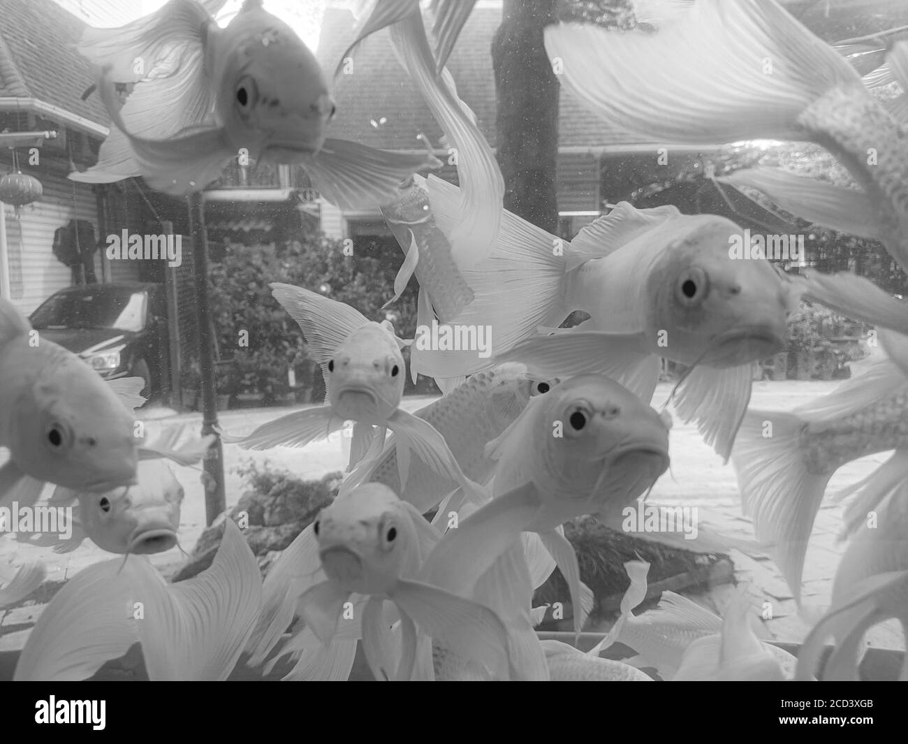 Scala di grigi colpo di pesce alimentatore in un acquario Foto Stock