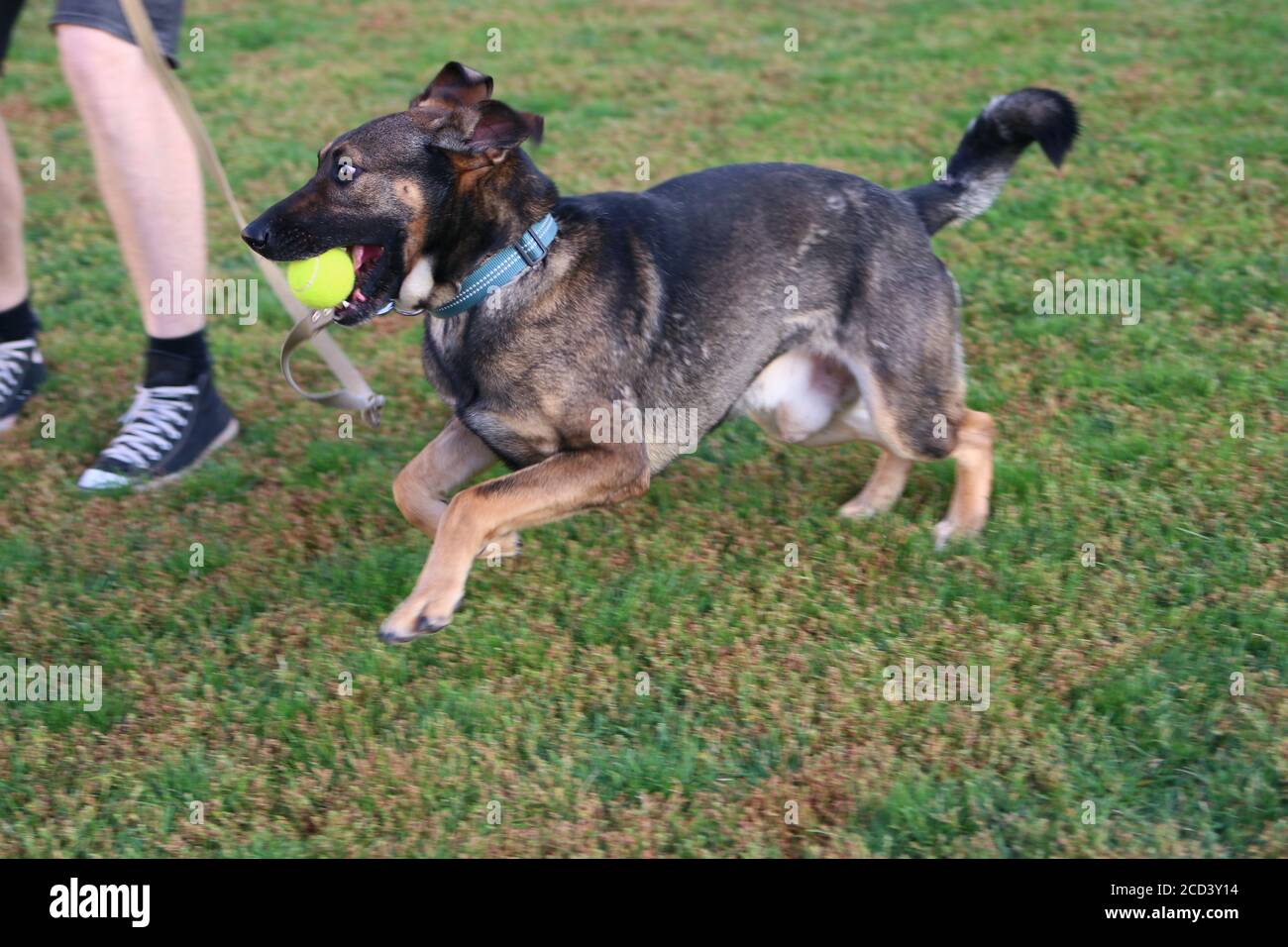 Cane che gioca fetch con il suo proprietario con palla da tennis Foto Stock