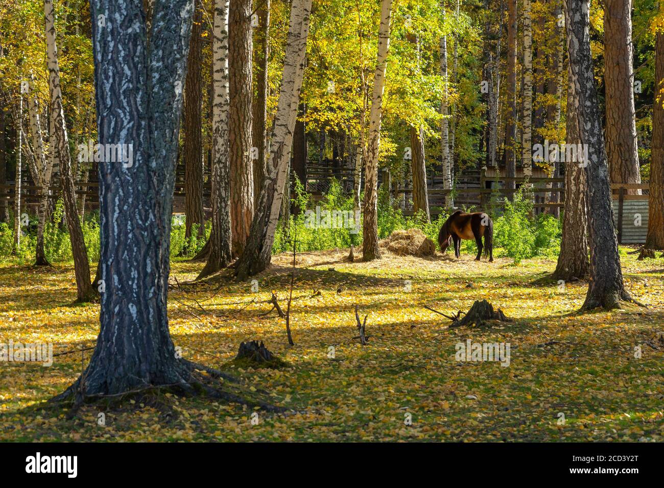 Autunno foresta, paesaggio, luminoso giorno di sole Foto Stock