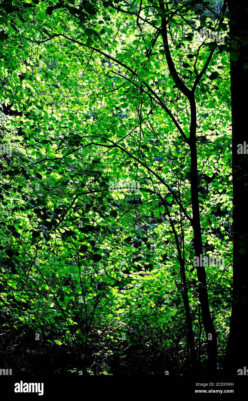 foglie estive verdi e brillanti nel bosco inglese, norfolk, inghilterra Foto Stock