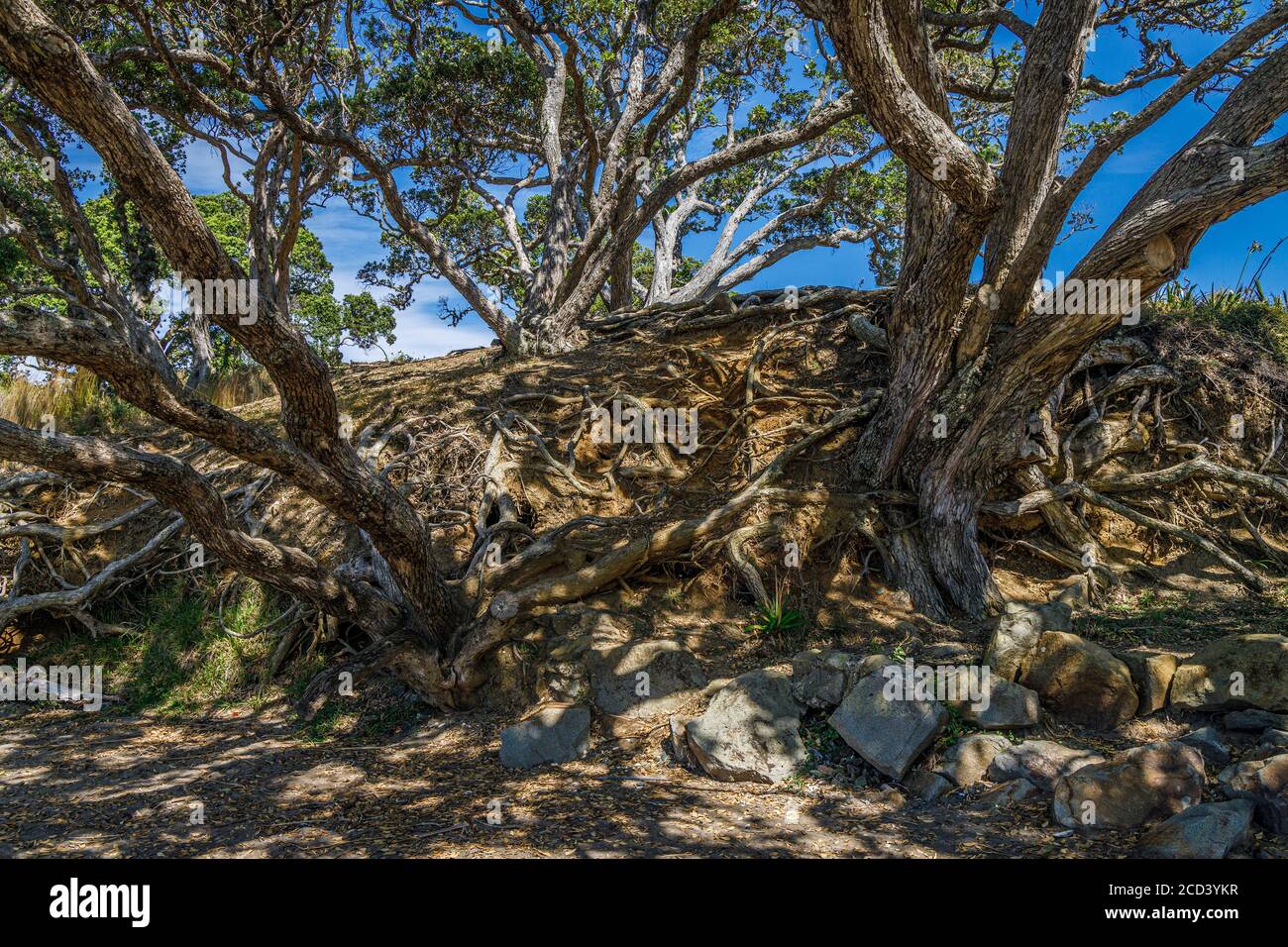 Pohutukawa Tree, Metrosideros, l'albero di Natale della Nuova Zelanda. Tokerau Beach sulla Penisola di Karikari, Northland, Nuova Zelanda. Foto Stock